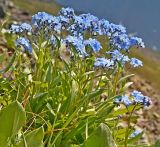 Myosotis austrosibirica. Цветущее растение. Восточный Саян, хр. Большой Саян, истоки р. Сорхой, каменистый склон с луговой растительностью. 20.07.2015.