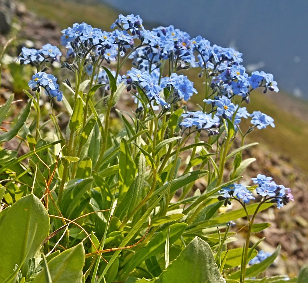 Image of Myosotis austrosibirica specimen.