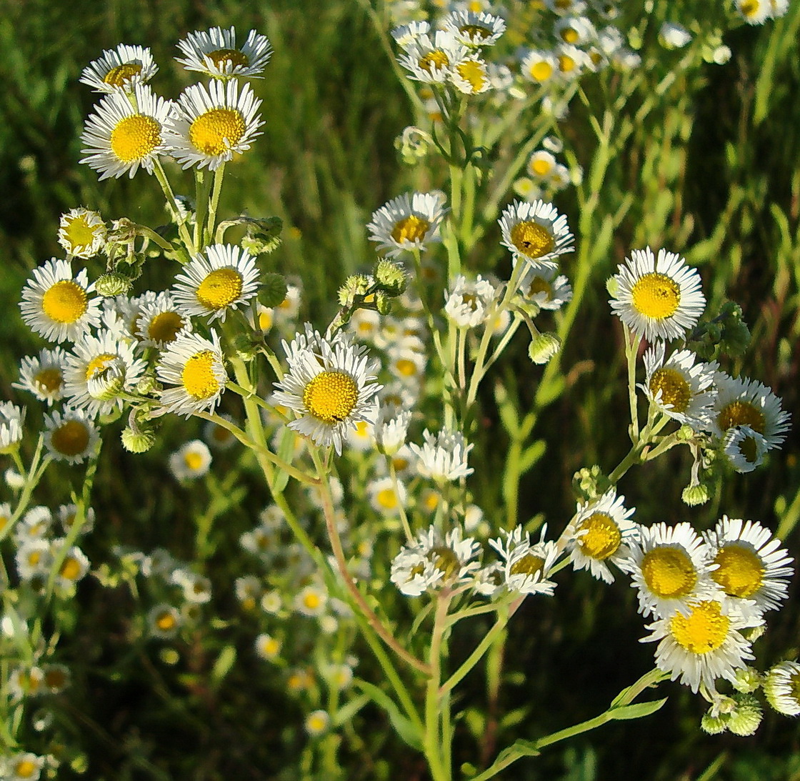 Image of Erigeron annuus specimen.