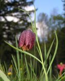 Fritillaria meleagris. Верхняя часть цветущего растения. Республика Алтай, Шебалинский р-н, окр. с. Топучая, пойма р. Сема. 28 мая 2008 г.