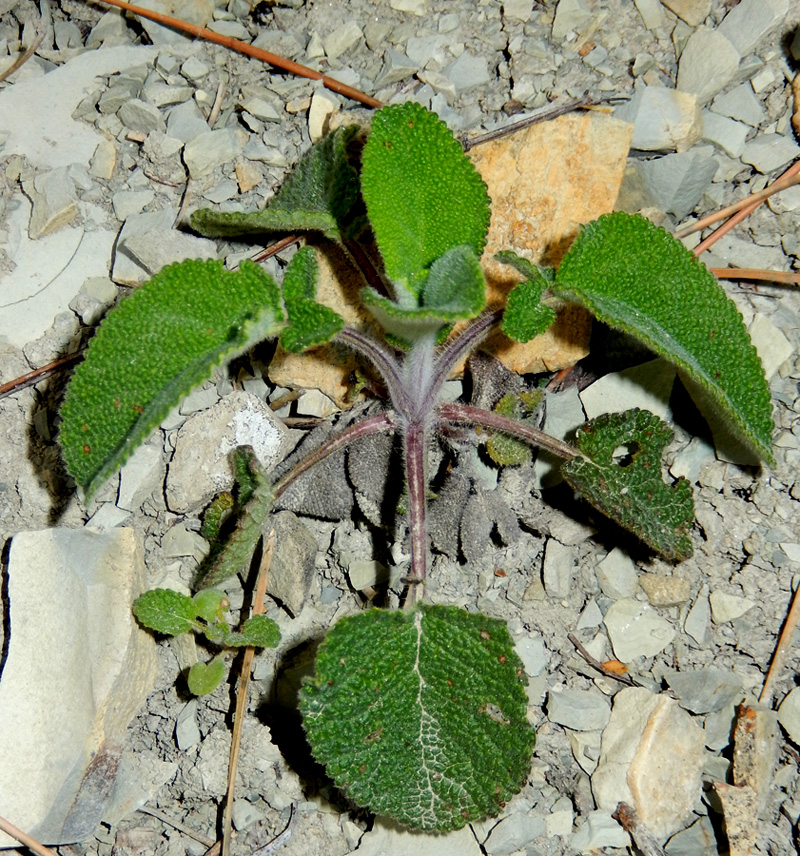 Изображение особи Salvia ringens.