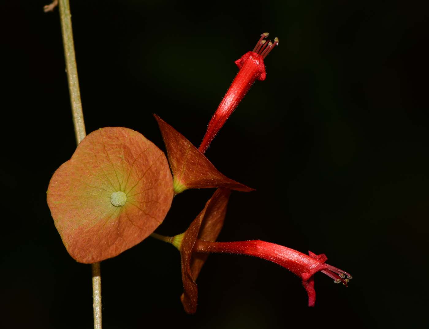 Изображение особи Holmskioldia sanguinea.