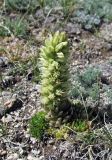 Orostachys spinosa. Цветущее растение. Республика Тува, Монгун-Тайгинский кожуун, горный массив Монгун-Тайга, возвышенность в долине р. Толайты в среднем течении. 15.07.2016.