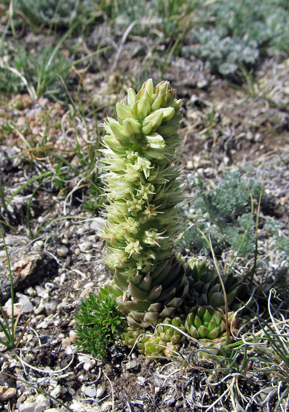 Image of Orostachys spinosa specimen.