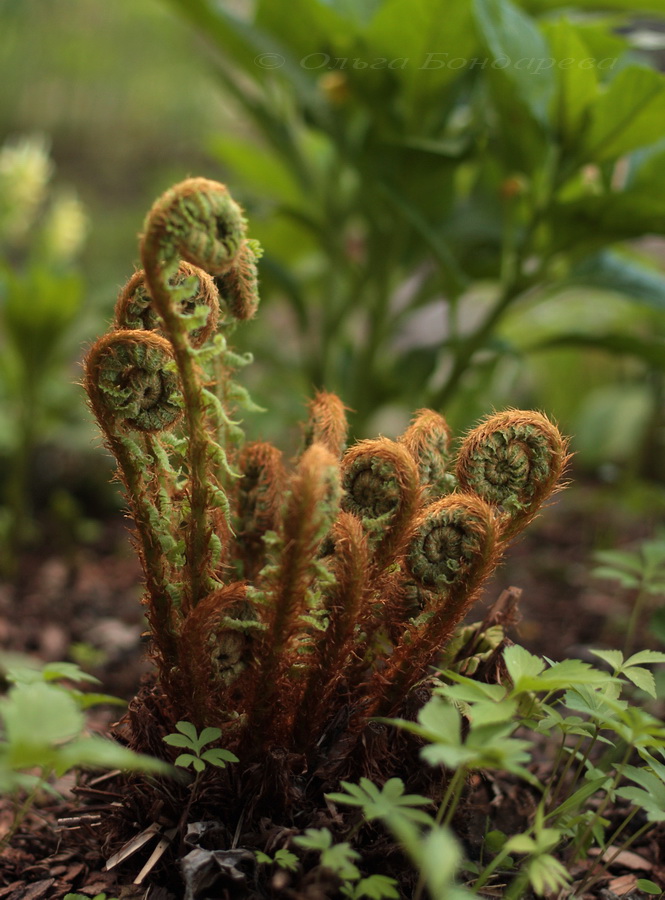 Изображение особи Polystichum braunii.