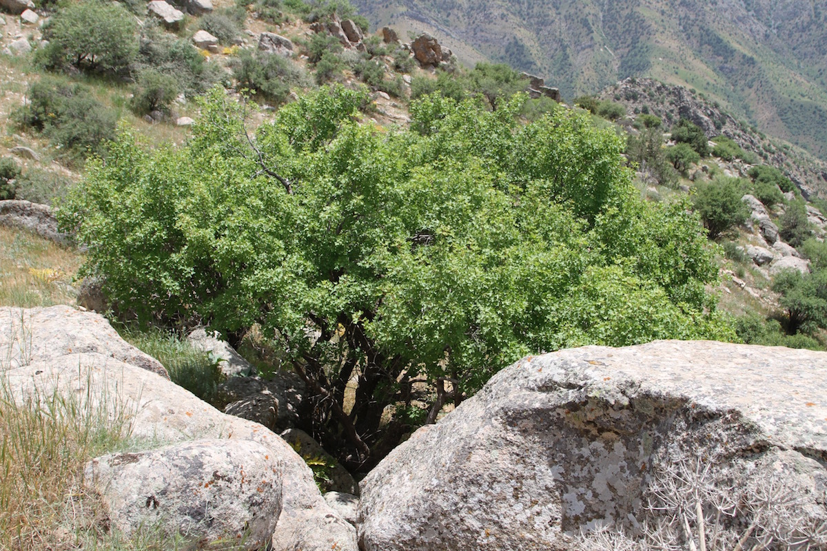 Image of Acer pubescens specimen.