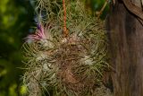 Tillandsia ionantha. Цветущее растение (растения?). Таиланд, о-в Пхукет, ботанический сад. 16.01.2017.