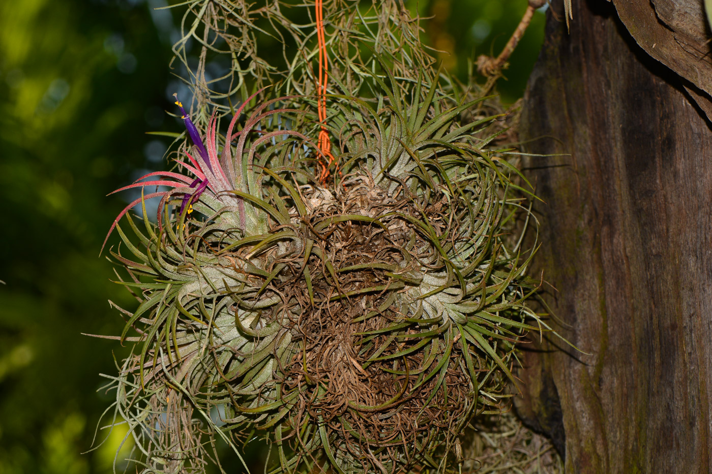 Image of Tillandsia ionantha specimen.