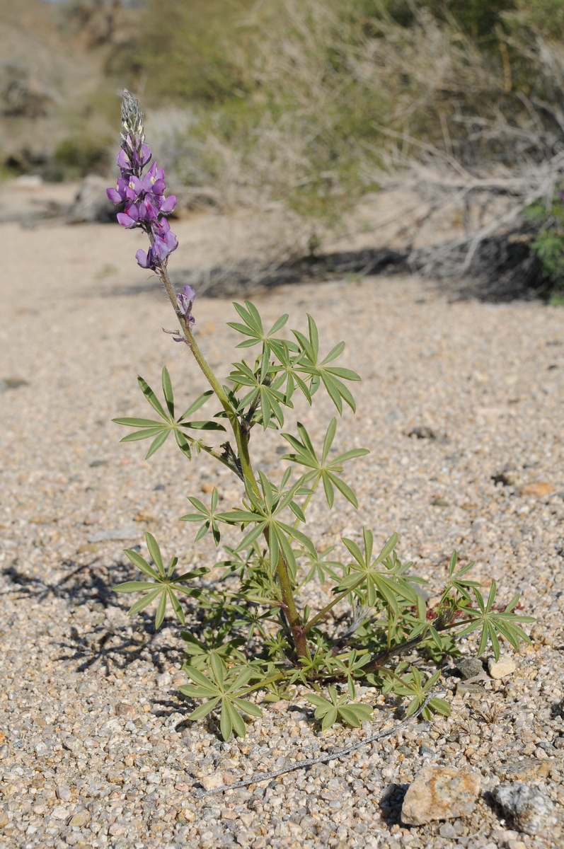 Изображение особи Lupinus arizonicus.