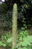 Phleum pratense. Соплодие. Амурская обл., Бурейский р-н, окр. с. Виноградовка, долина р. Асташиха, песчаная почва. 25.07.2016.
