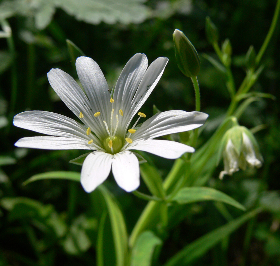 Изображение особи Stellaria holostea.