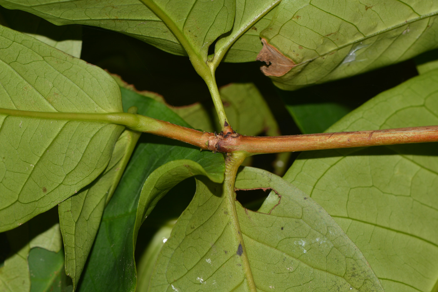 Изображение особи Syzygium aqueum.