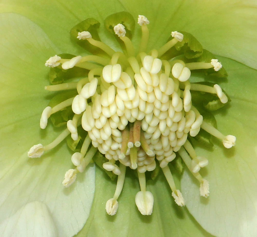 Изображение особи Helleborus orientalis.