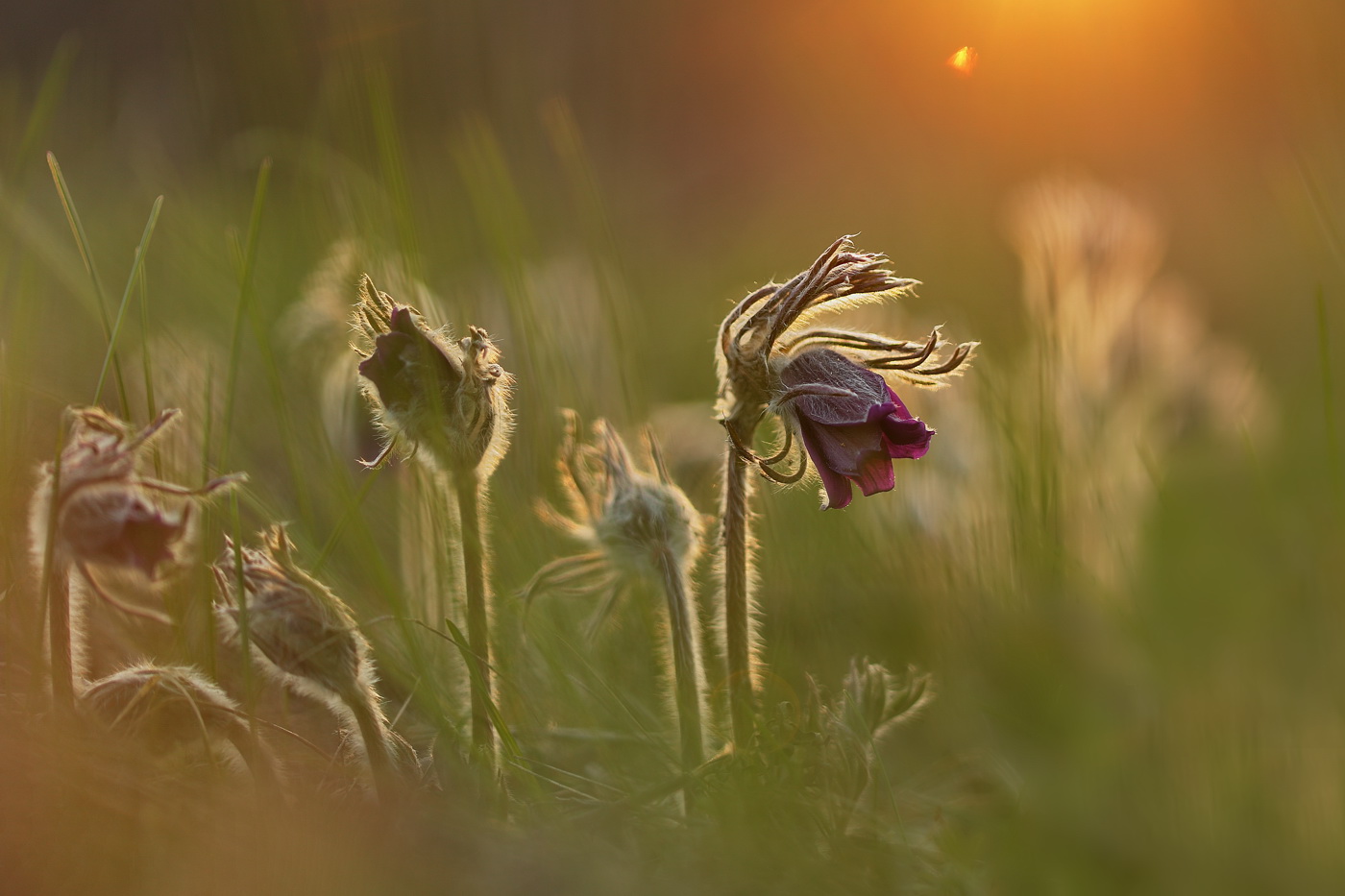 Изображение особи Pulsatilla pratensis.