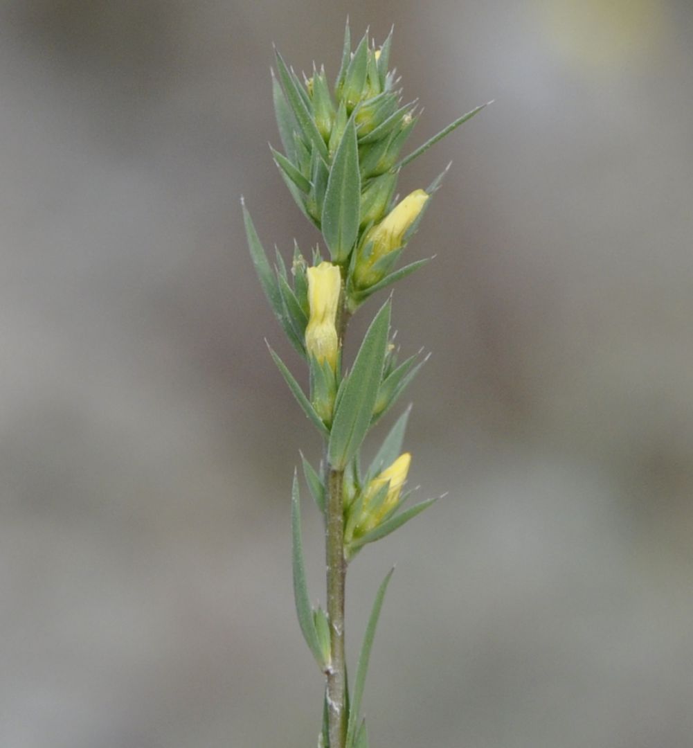 Image of Linum strictum ssp. spicatum specimen.