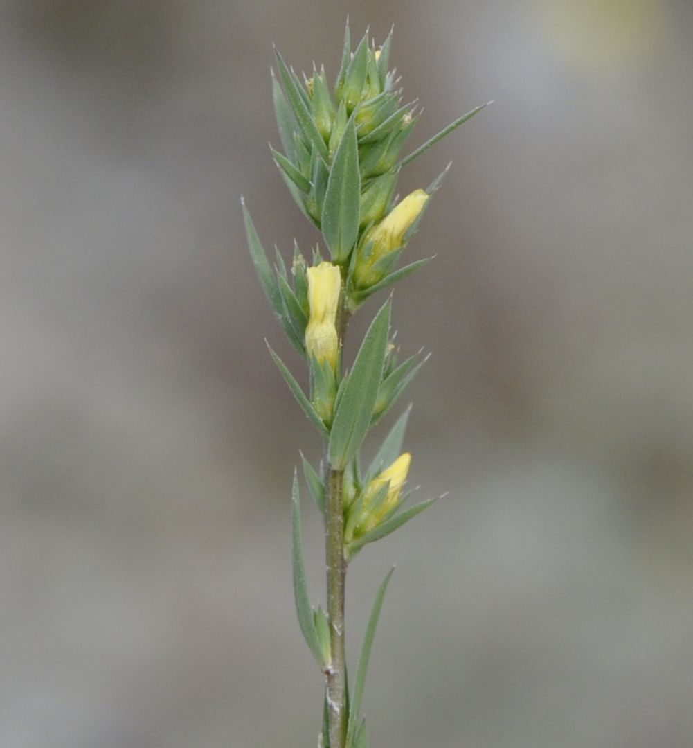 Изображение особи Linum strictum ssp. spicatum.