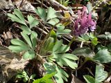 Corydalis solida. Цветущее растение. Московская обл., окр. г. Дубна, правый берег р. Дубна, смешанный лес. 01.05.2017.