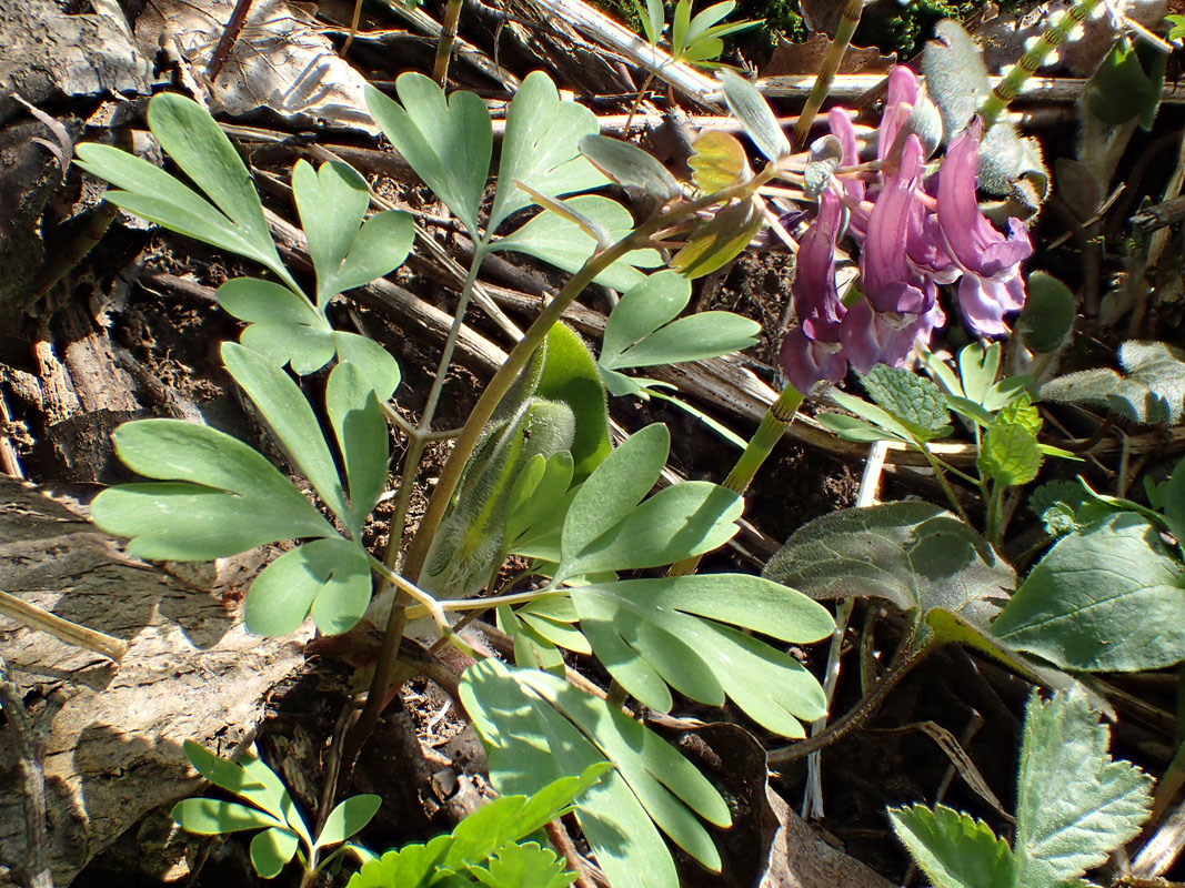 Изображение особи Corydalis solida.