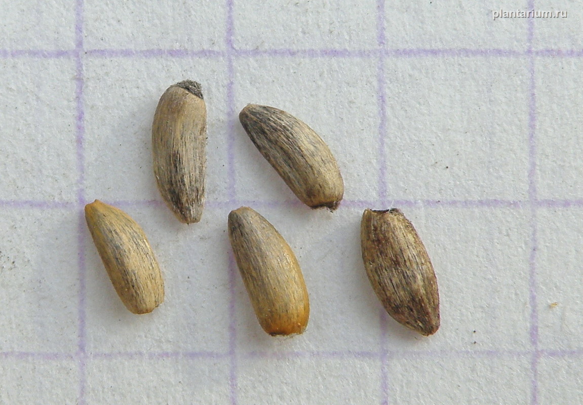 Image of Cirsium serrulatum specimen.