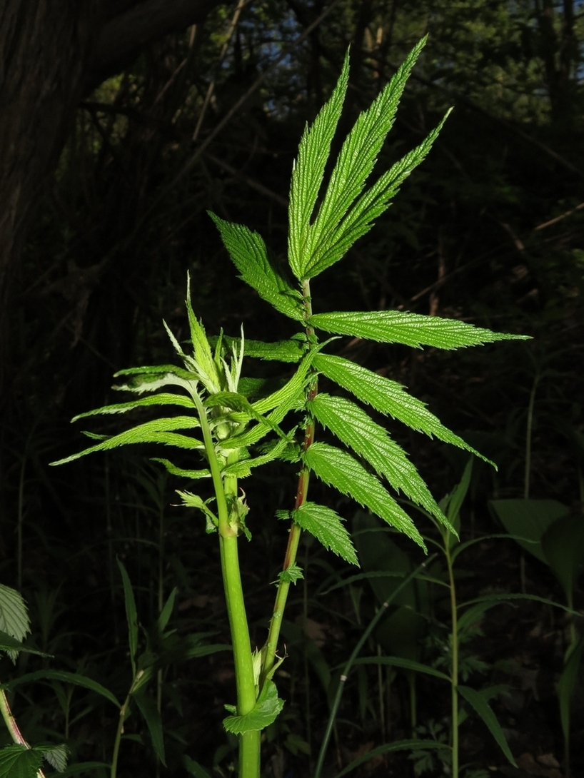 Image of Filipendula ulmaria specimen.