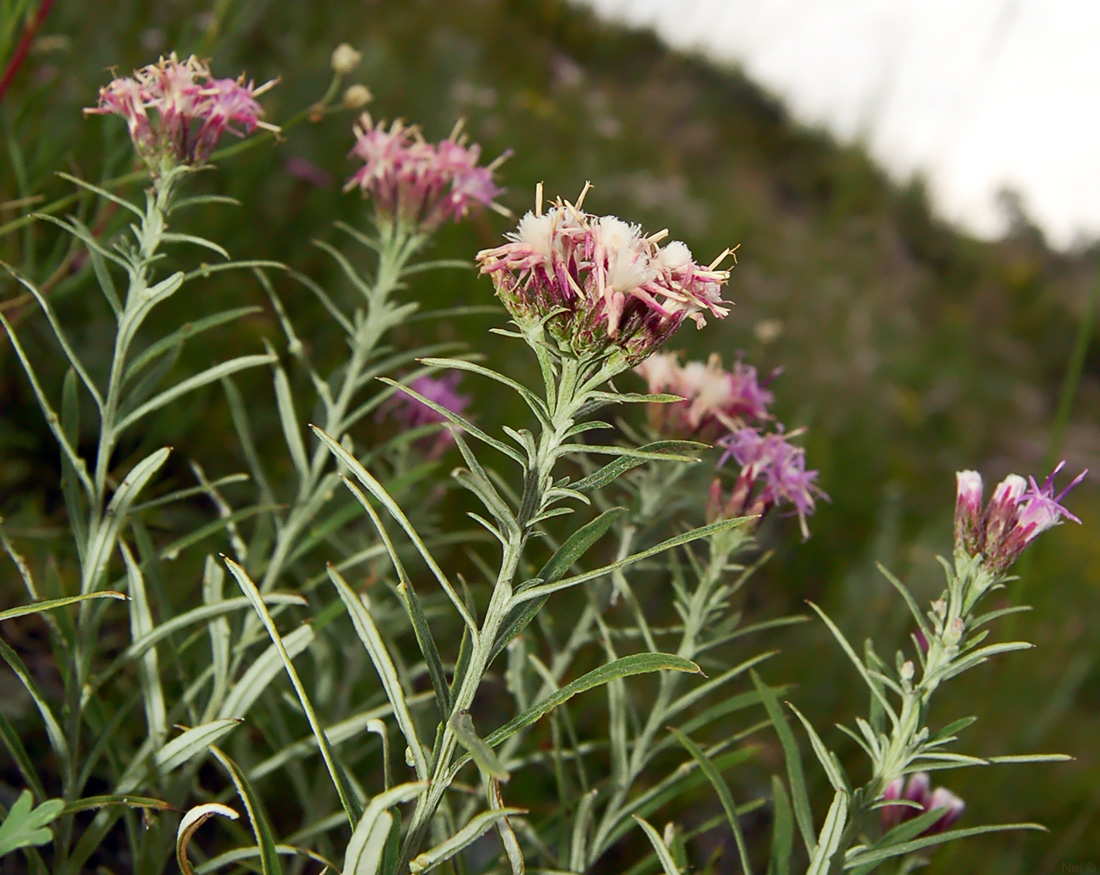 Изображение особи Saussurea salicifolia.