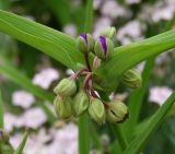 Tradescantia virginiana