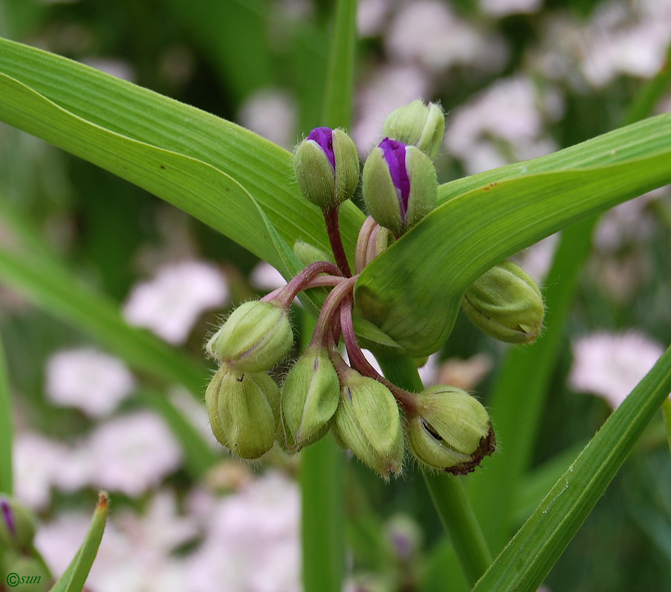 Изображение особи Tradescantia virginiana.