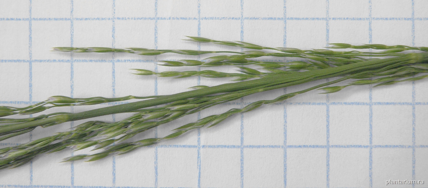 Image of Poa palustris specimen.