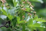 Crataegus rhipidophylla