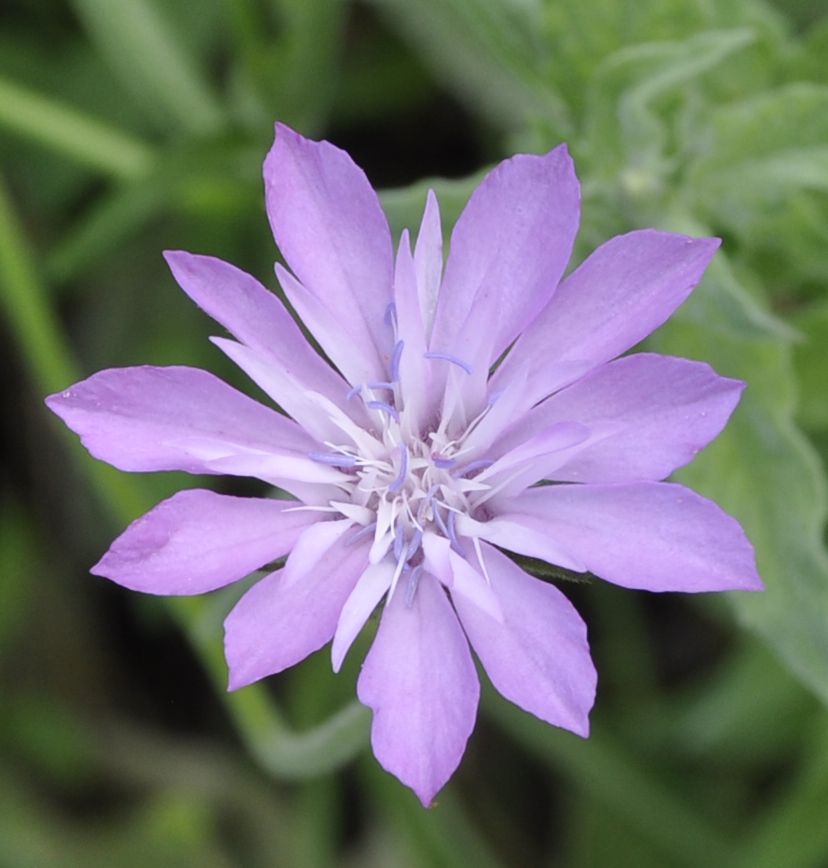 Image of Knautia orientalis specimen.
