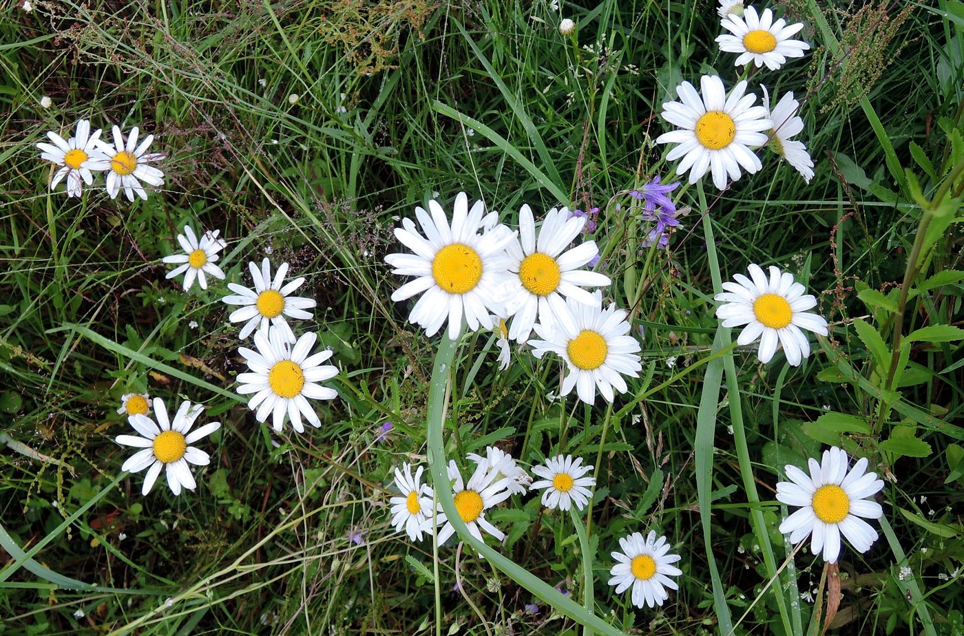 Изображение особи Leucanthemum vulgare.