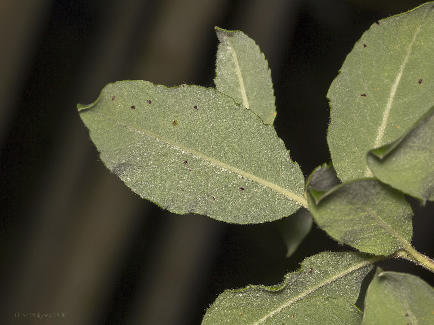 Image of genus Salix specimen.