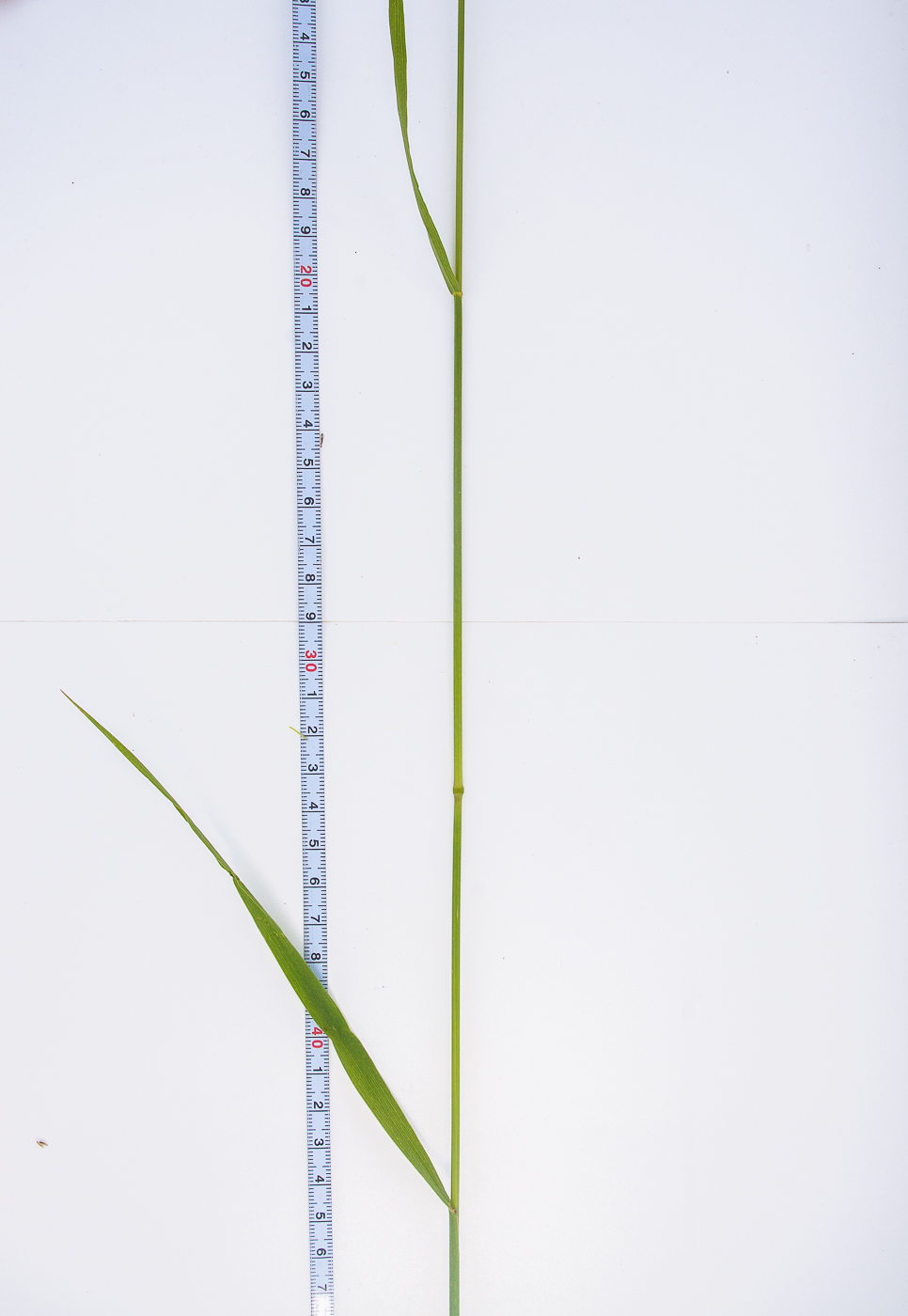 Image of Bromopsis inermis specimen.