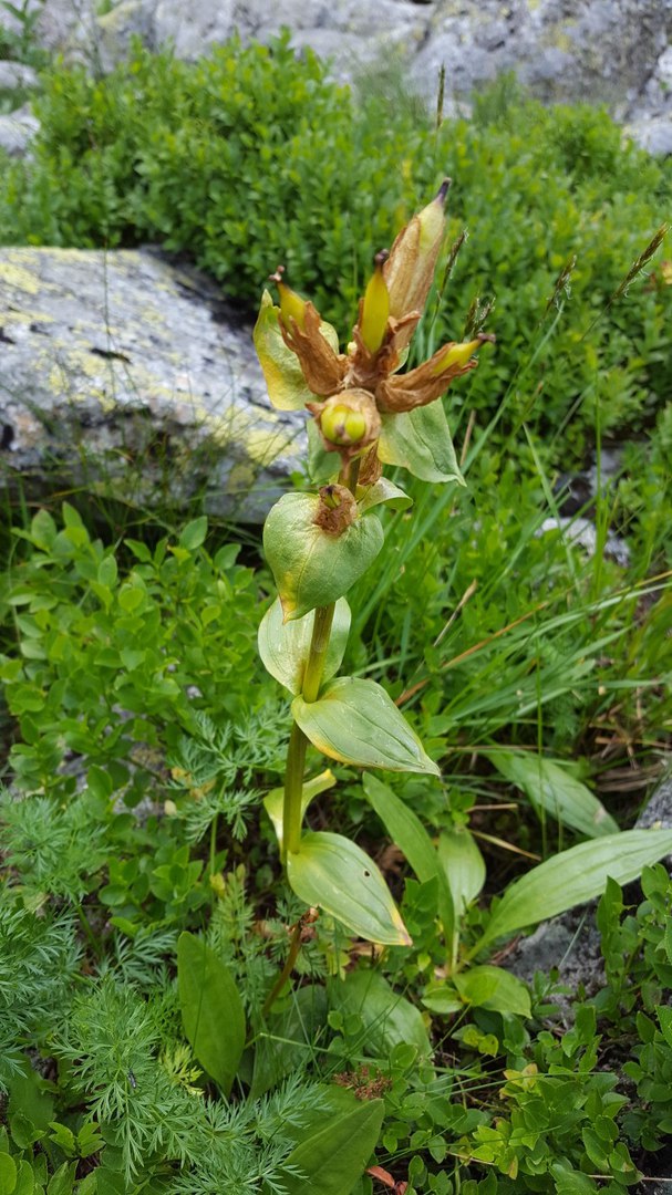 Image of Gentiana punctata specimen.