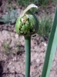 Allium suworowii