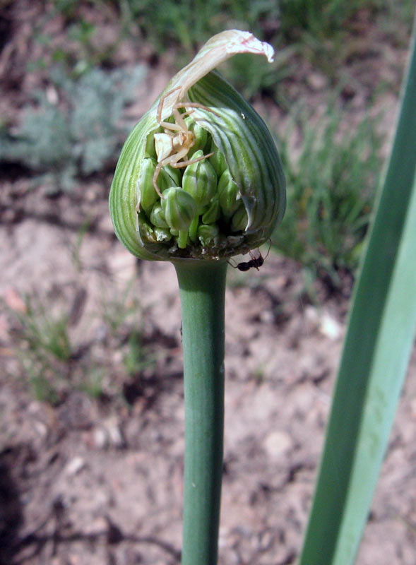Изображение особи Allium suworowii.