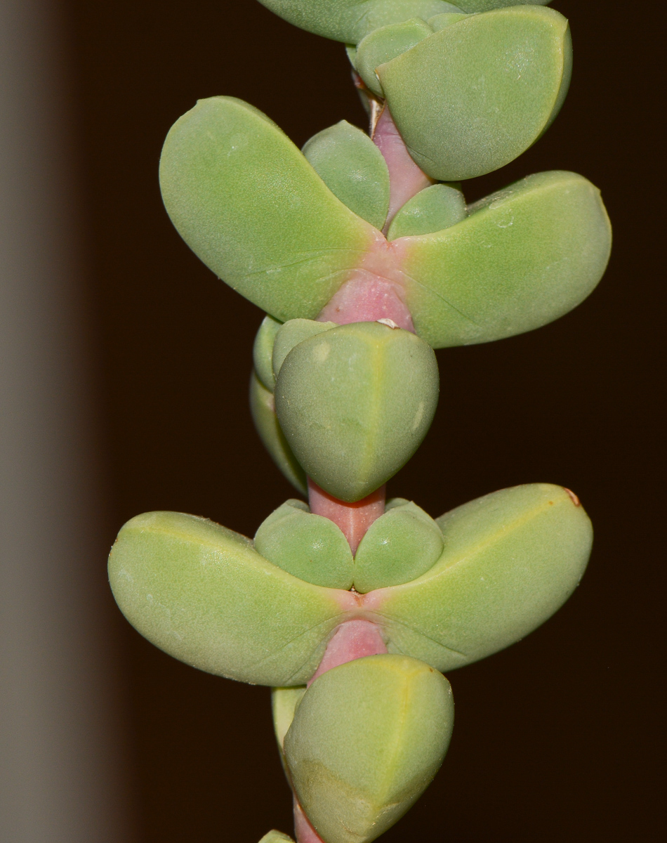 Image of Corpuscularia lehmannii specimen.