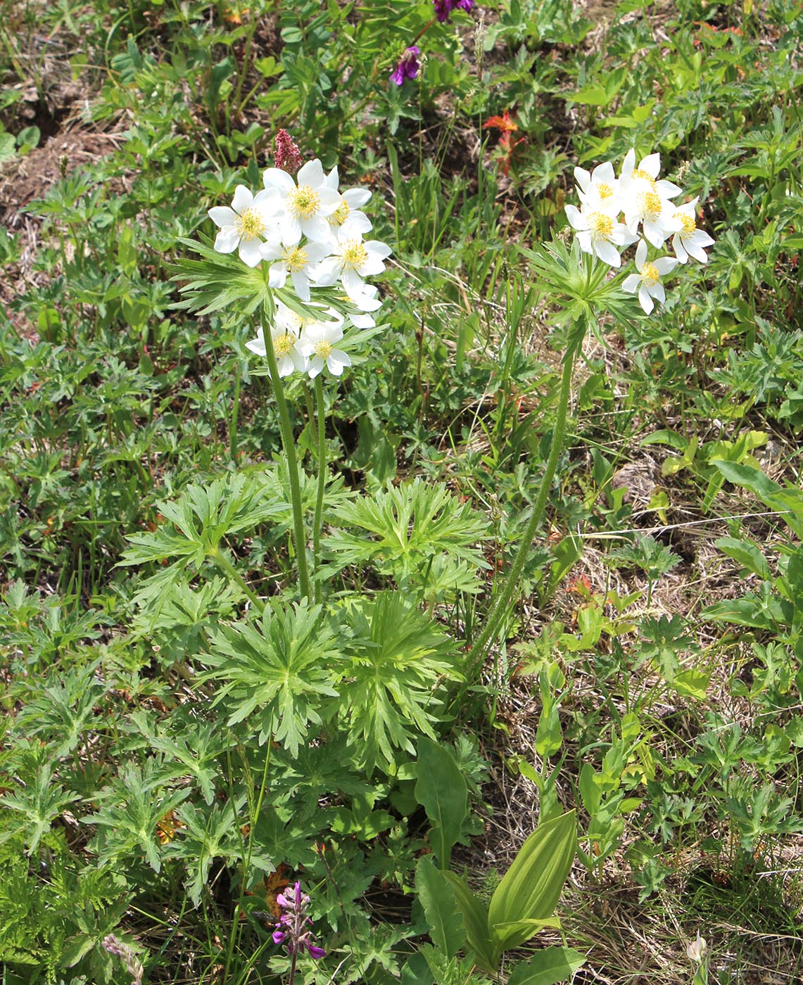 Image of Anemonastrum fasciculatum specimen.