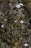 Lychnis sibirica