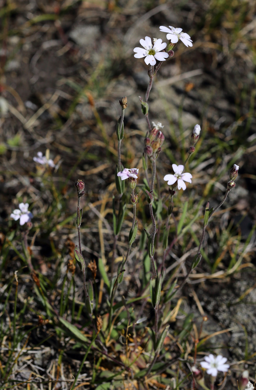 Image of Lychnis sibirica specimen.