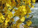 Verbascum songaricum
