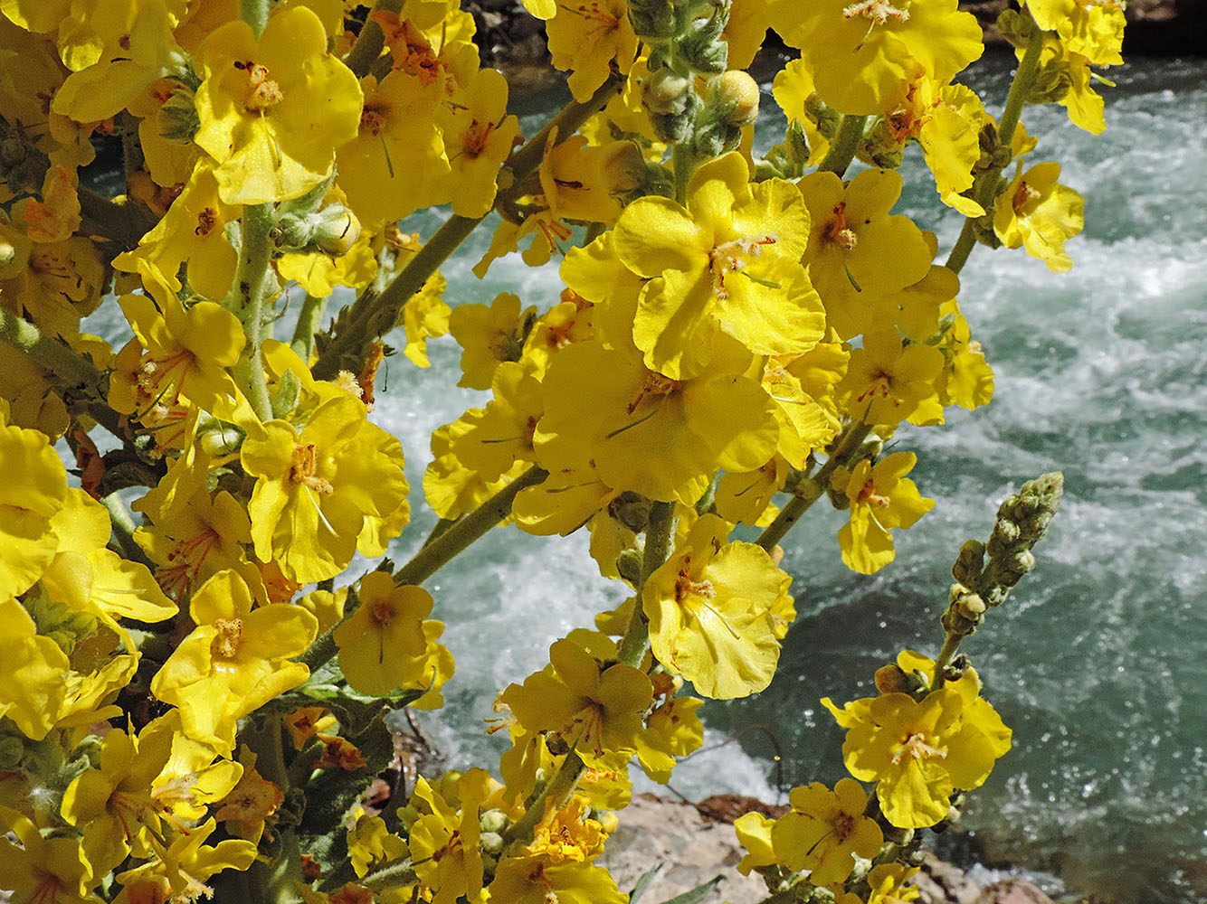 Изображение особи Verbascum songaricum.