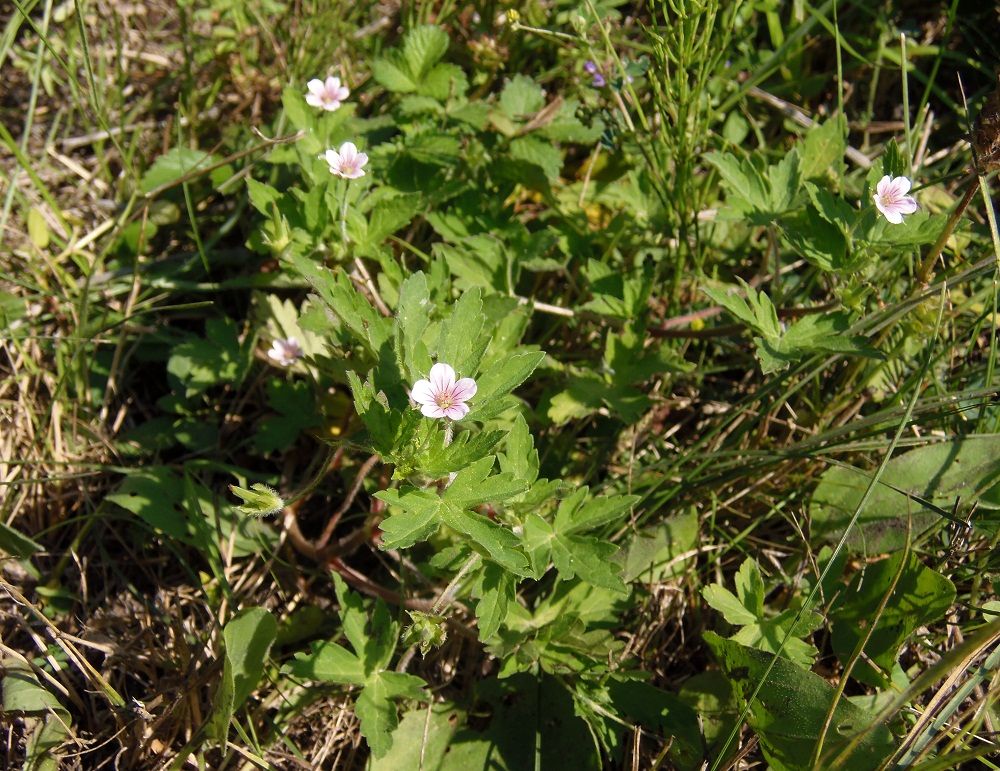 Изображение особи Geranium sibiricum.