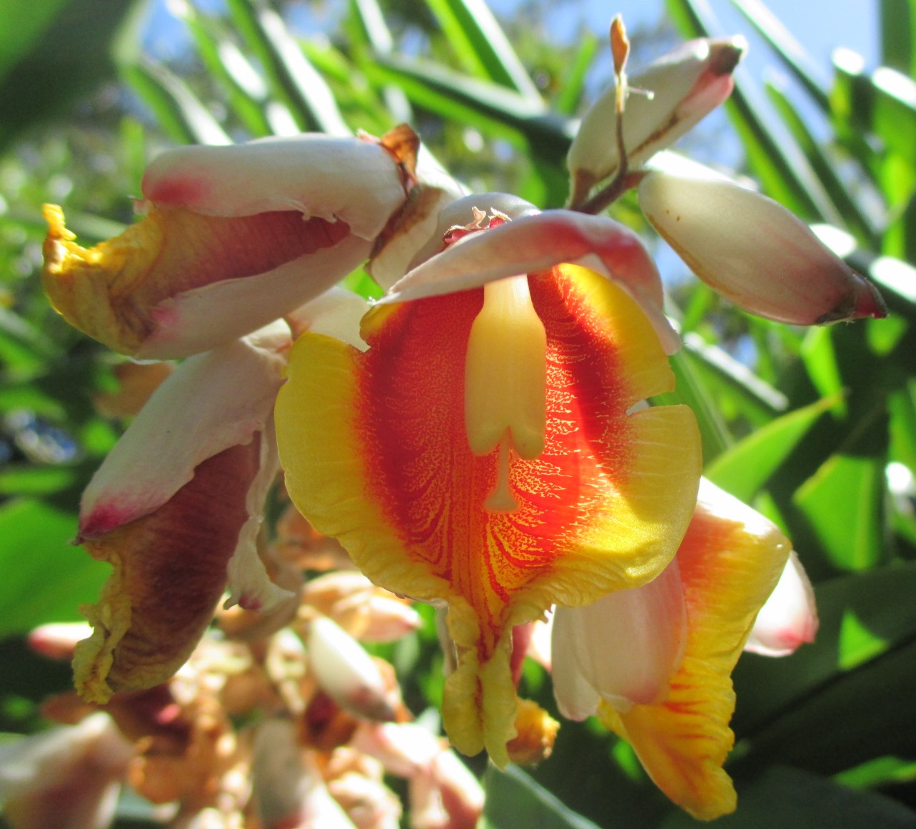 Изображение особи Alpinia zerumbet.