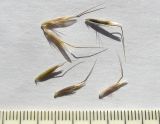 Helictotrichon pubescens