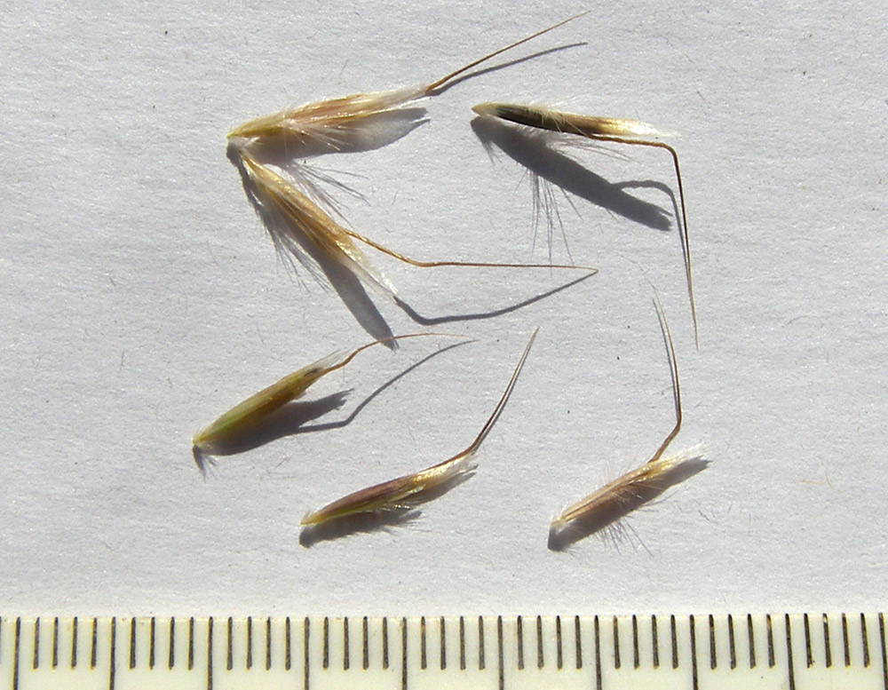 Изображение особи Helictotrichon pubescens.