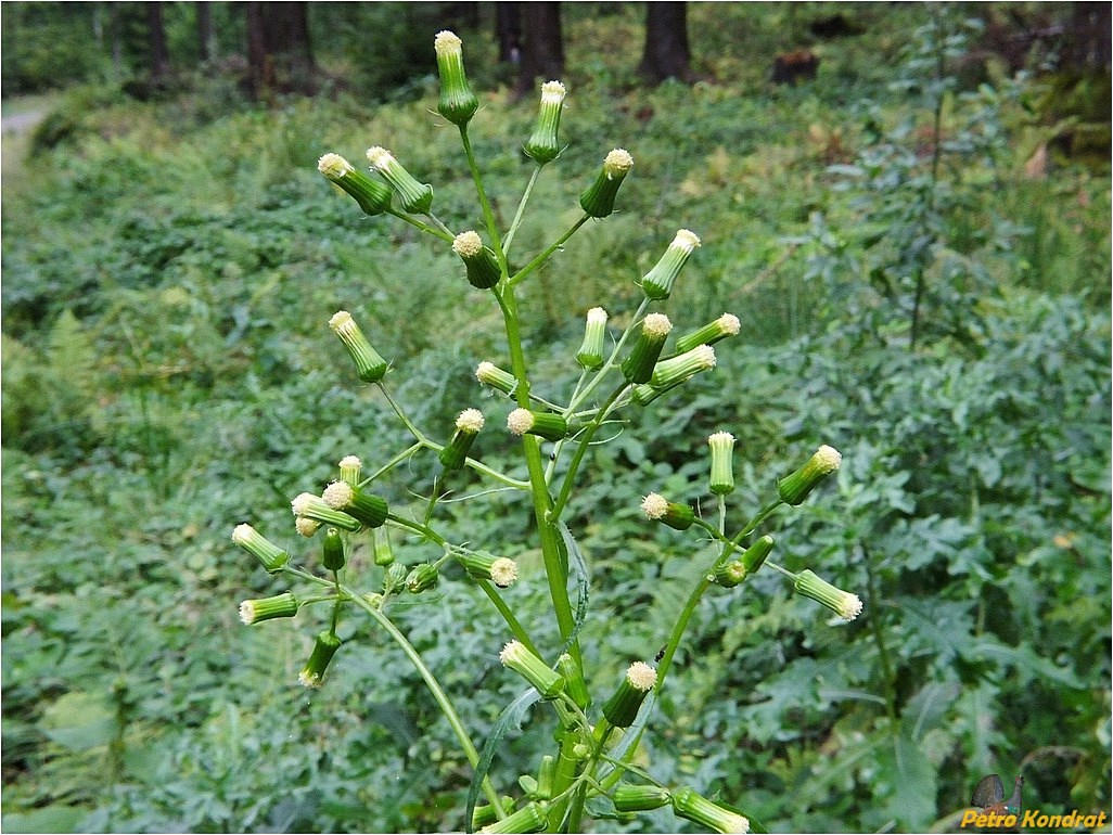 Изображение особи Erechtites hieraciifolius.