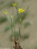 Gagea tenuifolia. Выкопанное растение. Азербайджан, Лерикский р-н, Зуванд, окр. с. Шонаджола. 12.04.2010.
