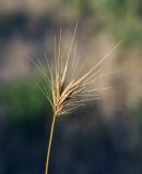 род Hordeum