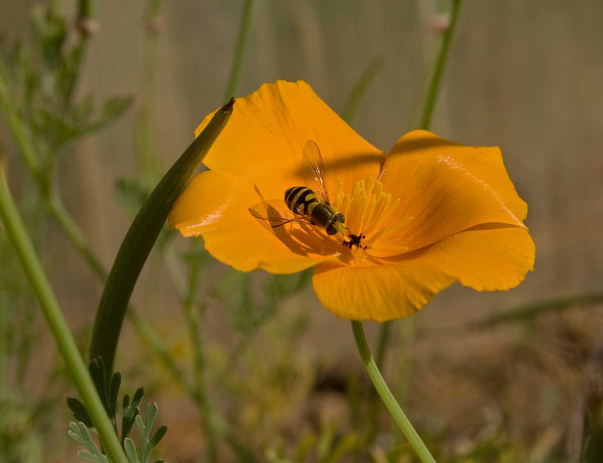 Image of Eschscholzia californica specimen.